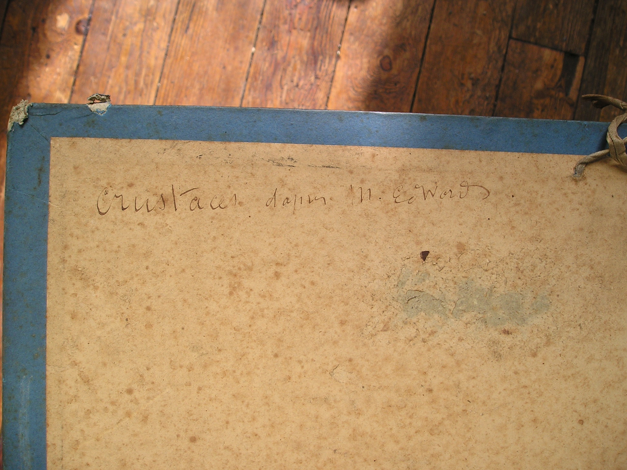 Crustacés, d'après M. Edwords